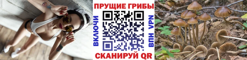 Галлюциногенные грибы Psilocybe Калач